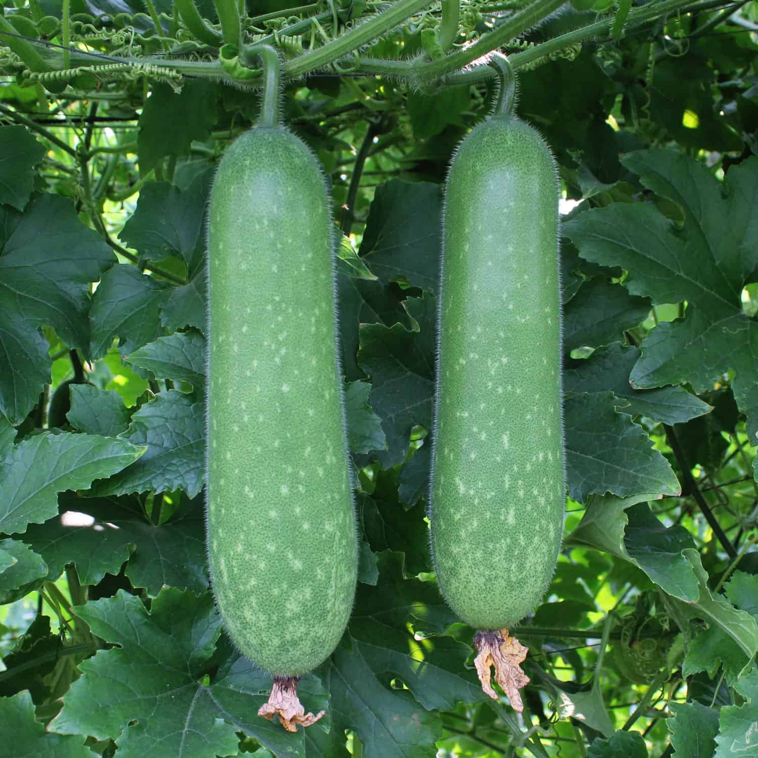 Bí Xanh