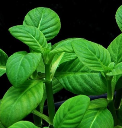 Rau Quế Vị (Rau xá xị)